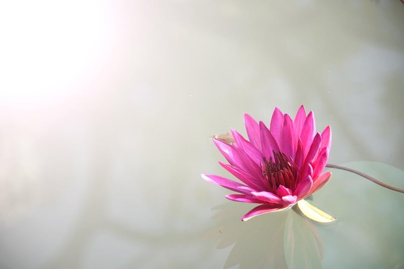 Lotus Position